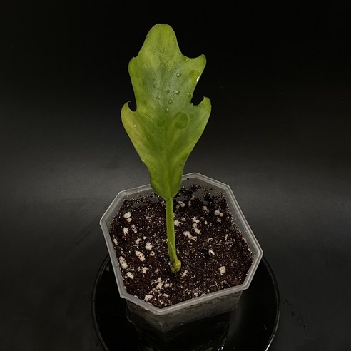 필로덴드론 마요이 희귀 식물 Philodendron Mayoi 테라리움 비바리움 만들기 열대 덩쿨, 1개