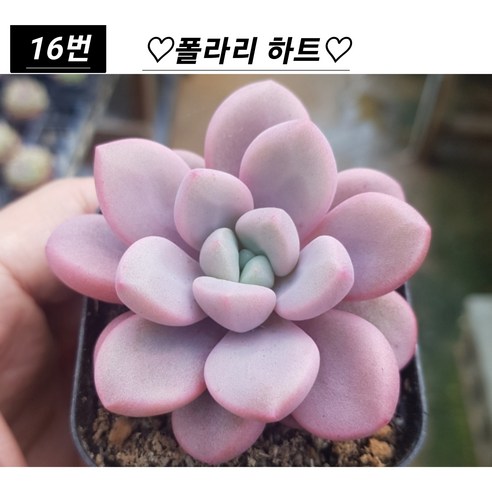 희귀 다육식물 모음으로 정원에 독특한 매력을 더하세요.