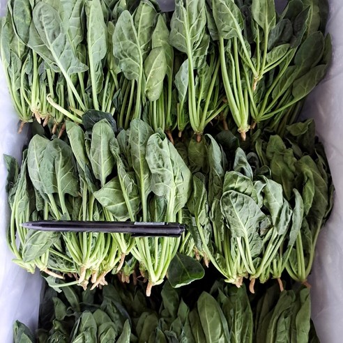 국내산 생 시금치, 500g, 1박스
