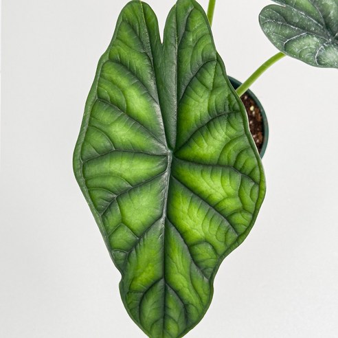 알로카시아 드래곤스케일 하나로 완성하는 마법 같은 플랜테리어