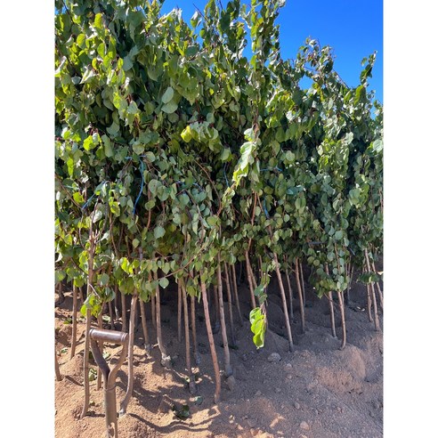 내 손으로 키워 열매 맺는 기쁨, 하코트 살구나무 묘목