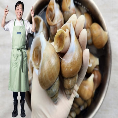 [선주직송/당일조업] 포항 자연산 통골뱅이 생물 백고동 백골뱅이 특대 대 중 소 1kg, 활통골뱅이 1kg ..., 4개