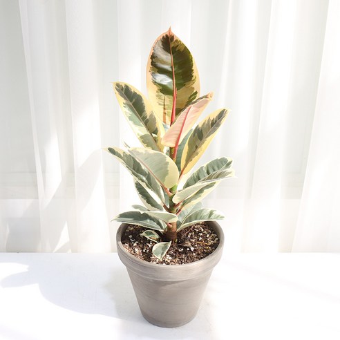 우리 집 공기를 부탁해! 갑조네 수채화고무나무, 인테리어와 공기 정화를 한 번에! 수채화고무나무