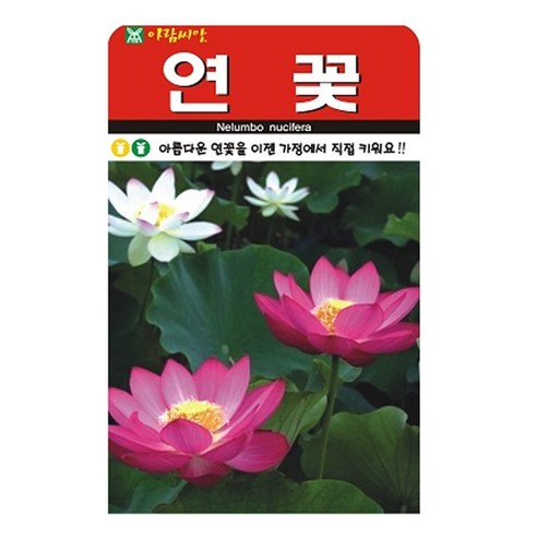 연꽃 씨앗 꽃 씨 종자, 2개