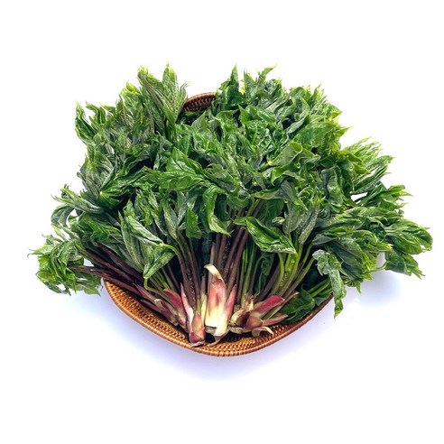 봄의 전령사, 자연산 개두릅 엄나무순으로 잃어버린 입맛 되찾기 엄나무순