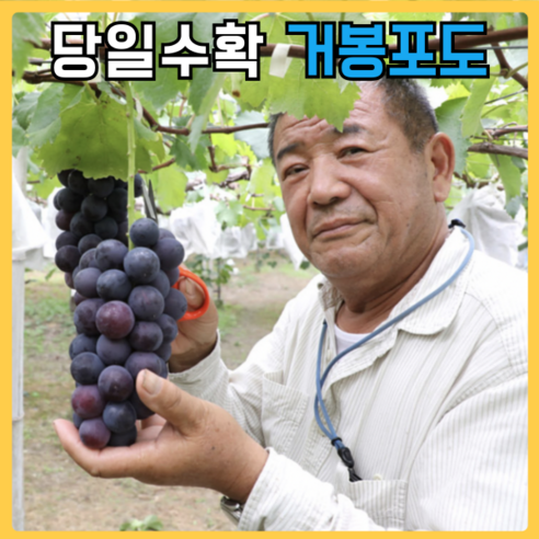 거봉 거봉포도 당일발송 고당도 김천거봉, 1개, 2.(5000원추가할인)거봉1+샤인머스캣1송이 FR03