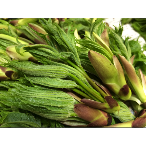 봄의 전령사, 자연이 선사하는 귀한 선물: 엄나무순 개두릅 엄나무순