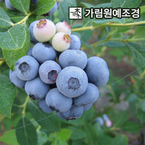 블루베리 레가시 5치화분 묘목 나무 가림원예조경, 5개