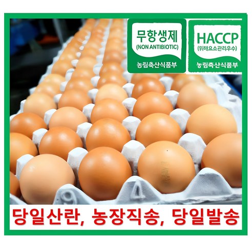 [알부자집] 무항생제계란 대란(52g~59g), 30구, 3개 - 일반계란 | 쿠팡