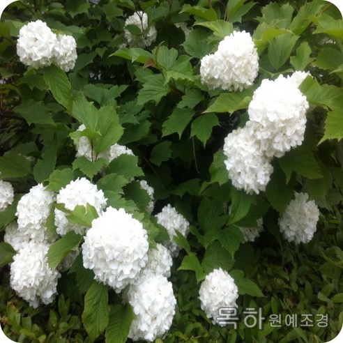 아름다움과 실용성을 지닌 수국나무