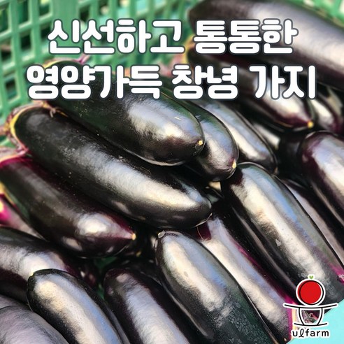 신선한 국내산 가지 스마트팜 당일수확 특품, 1개, 10입