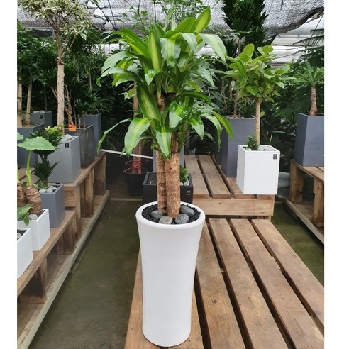 에코플랜트: 건강한 실내 환경과 아름다운 분위기를 위한 공기 정화 식물