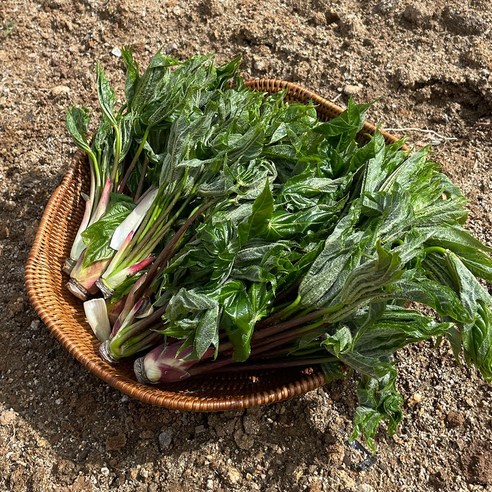 자연이 선물한 귀한 맛, 개두릅과 엄나무순으로 잃어버린 입맛 되찾기