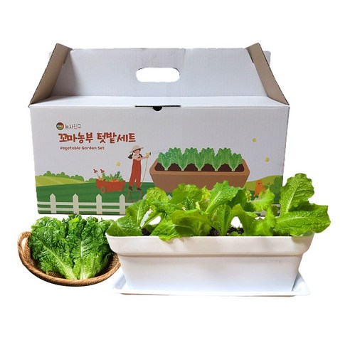 농사친구 꼬마농부 텃밭세트 상추 키우기, 01. 상추키우기