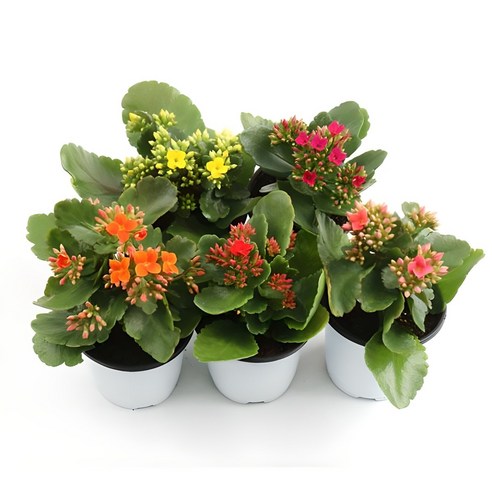 삭막한 내 방에 찾아온 생기, 갑조네 카랑코에 4총사 입성기 카랑코에