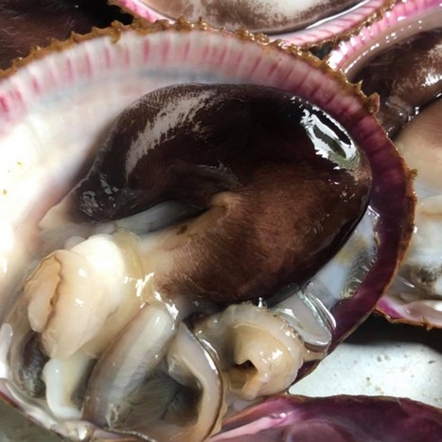 당일손질 자연산 여수 새조개: 최고의 맛과 신선함을 즐기세요