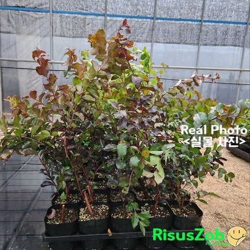 흑진주처럼 매혹적인 정원, 리서스원예 자엽 배롱나무 블랙다이아몬드로 완성하다