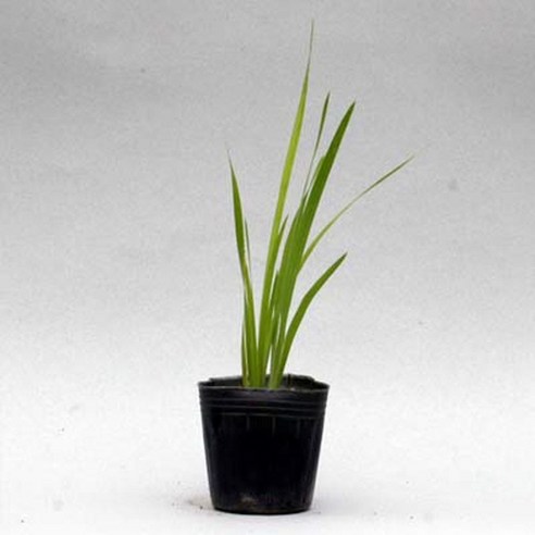 서경농원 붓꽃 모종으로 삭막한 일상에 꽃피는 행복을!