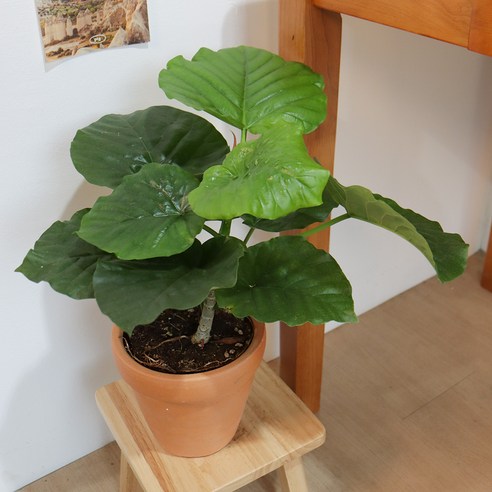 식물 초보도 OK! 갑조네 휘커스 움베르타로 휑한 방에 생기를 불어넣으세요.