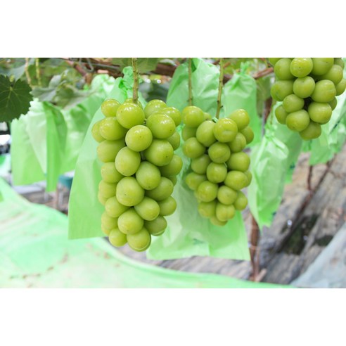 탐스러운 샤인머스켓 선물세트로 전하는 풍요로운 마음