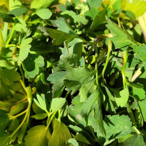 [오케이나우ㅣ인기상품] 통영 방풍나물의 다채로운 세계: 요리에 생기를 불어넣는 비진도의 선물 [OKNOWㅣ추천상품]