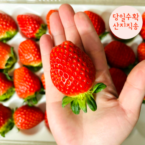 [당일수확 산지직송] 금실 딸기 산청 프리미엄 생과일 - 딸기 | 쿠팡