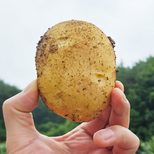 농장직송 강원도 특품 두백감자 중 1kg, 1개, 1kg