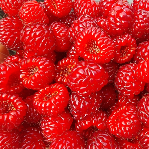 탱글탱글 김해 산딸기 생과 500g 1kg, 250g, 2개