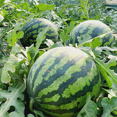 자연맛남 비파괴 당도측정 수박 4kg 5kg 6kg 7kg, 1개, 03.비파괴 당도측정 수박 (6kg이상)