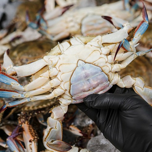서해의 보석, 태안 신진도 알배기 암꽃게의 풍미를 느껴보세요!