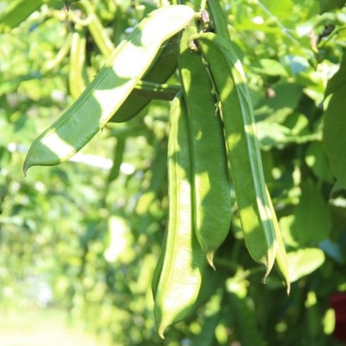 향긋한 고소함으로 속 편안하게, 참새미 햇 볶은 작두콩차!