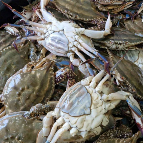 국내산 알배기 활 암꽃게 2kg 봄 암게