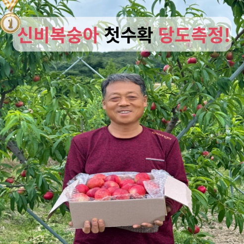 시나농장 고당도 신비복숭아 (당도측정 산지직송), 1개, 2.5kg(25과~30과)내외