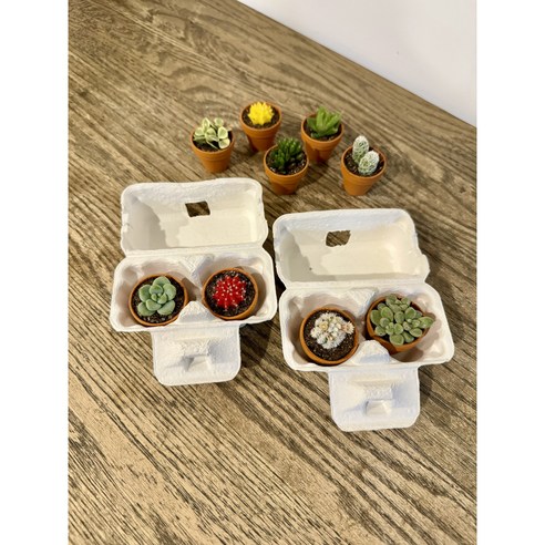 작은 크기에도 독특한 매력을 가진 초미니다육 식물 독일토분