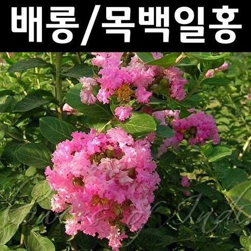 배롱나무/목백일홍(분홍꽃) 묘목 삽목3년 개화주 1개/정원수 조경수, 1개