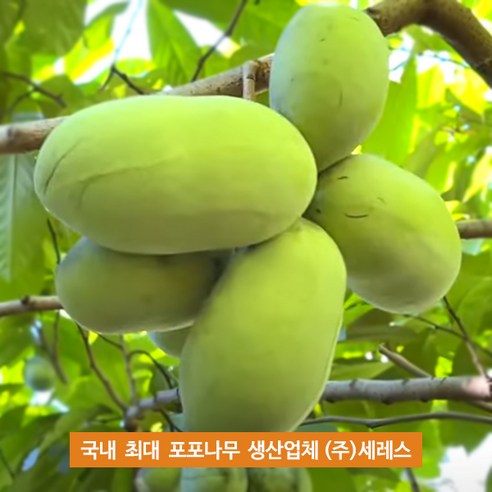 자연의 선물, 세레스 포포나무 포포나무