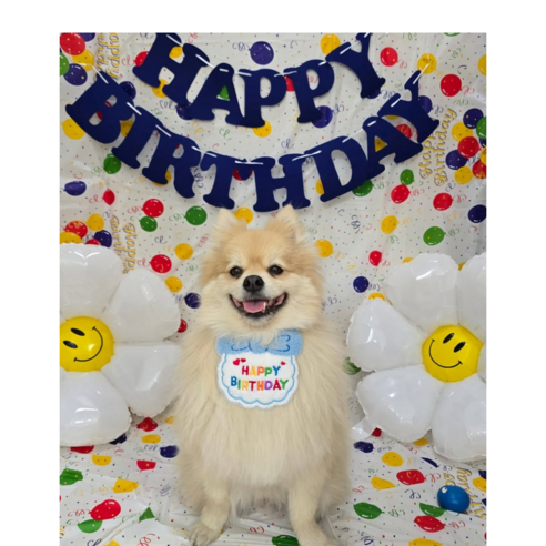 애완동물 생일 파티 소품 스카프 + 모자 세트, 생일 가랜드(스카이), 1세트