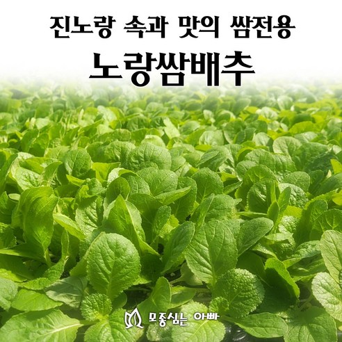 [모종심는아빠] 진노랑 속과 맛 품질우수 쌈전용 소형배추 노랑쌈배추 모종, 모종64주, 1개