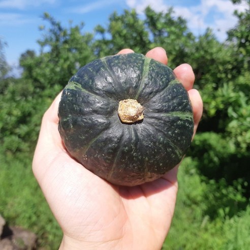 제주 제철 미니 밤호박 단호박 밤단호박 보우짱 보짱, 30개, 제주 미니 밤호박 4.5kg 소과