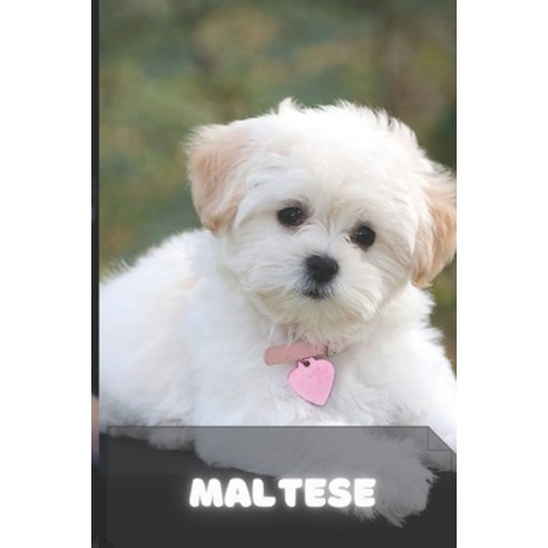 (영문도서) Maltese: Complete breed guide Paperback, Independently Published, English, 9798523054419
