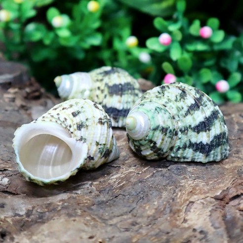 그린터보쉘(1.5~2.0cm)소라게쉘, 소:1.6~1.8cm