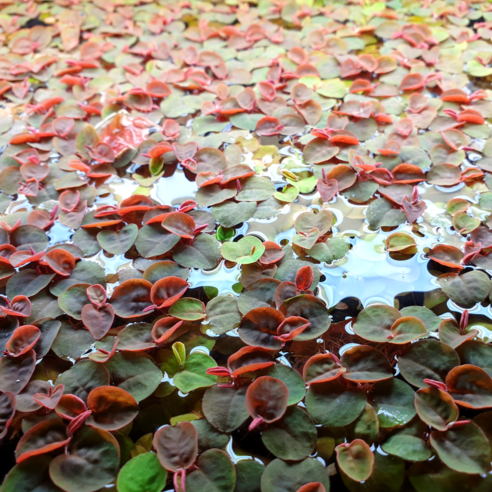 [수초인] 필란터스 플루이탄스, 8개