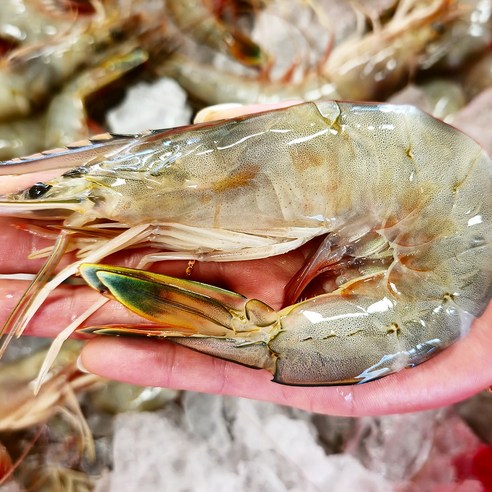살아있는 바다의 맛, 안면도 자연산 대하로 풍성한 가을을!