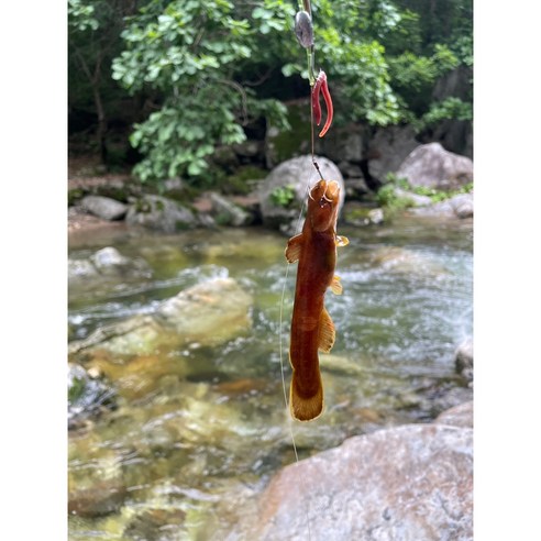 민물 낚시를 위한 저렴하고 다목적이며 편리한 낚시대 세트