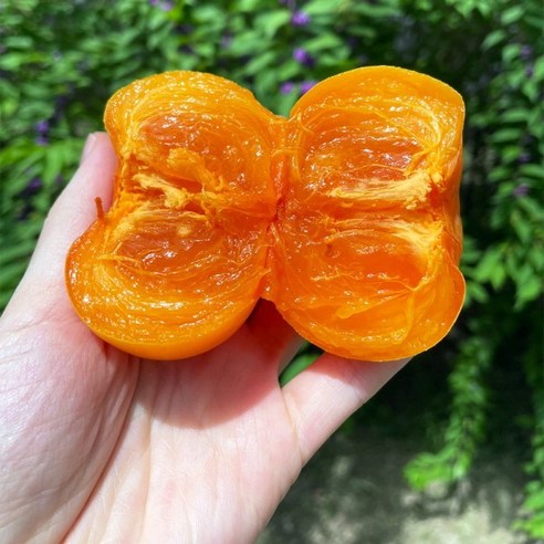 [블루밍그린] 달콤한 청도반시 씨없는 감 홍시 연시, 1개, 청도반시 5kg 대과(35과 내외)