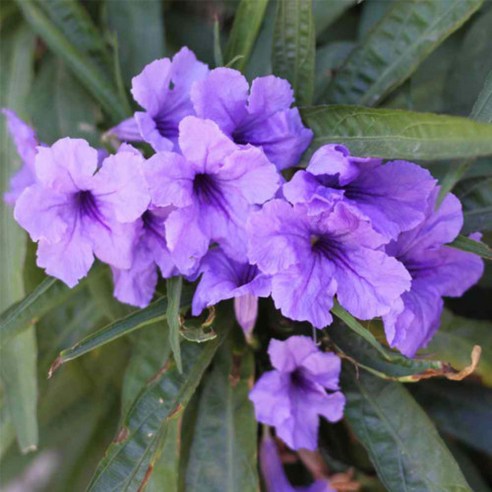 삭막한 공간에 생기를! 싱그러운 루엘리아 모종으로 만드는 나만의 작은 정원 루엘리아