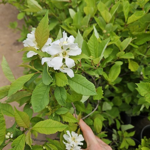 섬세한 아름다움이 깃든 가침박달나무 한 그루로 당신의 정원을 완성하세요.