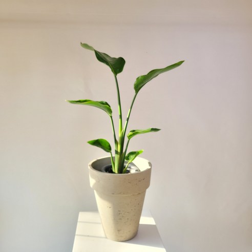 극락조 여인초 중대품 플랜테리어 거실화분 60-80cm 149, 1개