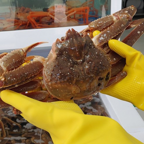 대게  당일조업 산지직송 프리미엄 최상급 자숙 홍게 3kg 수율보장 동해 포항 구룡포 연지홍게 박달홍게, 2-1. 박달홍게 3마리 (소자)