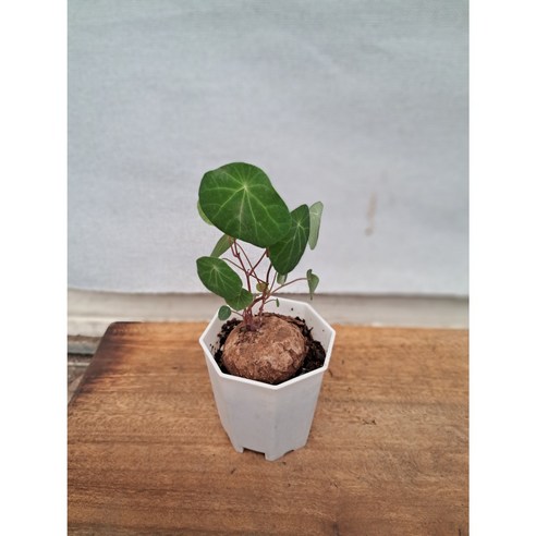 스테파니아 에렉타, 당신의 공간에 예술을 더하다